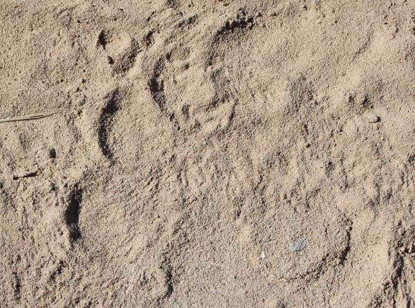 Bear track